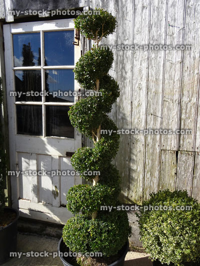 Stock image of specimen box / buxus topiary spiral, clipped boxwood plants