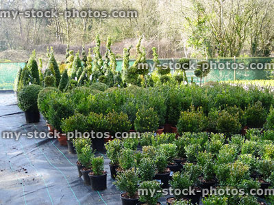 Stock image of clipped topiary box balls / spirals, shapes, garden centre / nursery