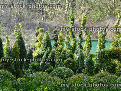 Stock image of topiary box balls / spirals, cones, garden centre (boxwood / buxus)