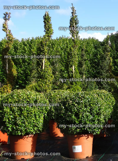 Stock image of clipped box balls / spirals, garden centre plants (boxwood / buxus sempervirens)