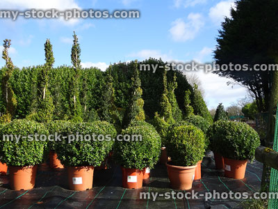 Stock image of topiary box balls / spirals, flowerpots, garden centre (boxwood / buxus sempervirens)