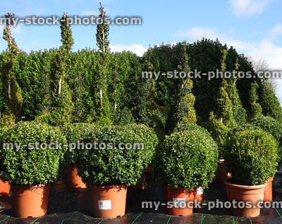 Stock image of box balls / buxus plants for sale at garden centre, flowerpots