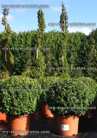 Stock image of box balls, topiary buxus plants sold at garden centre