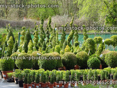 Stock image of topiary buxus plants and spirals at garden centre / box balls