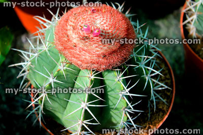 Stock image of cactus beginning to flower, house plant, spiky thorns