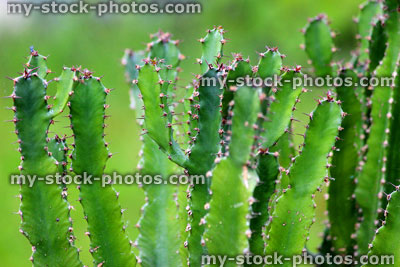 Stock image of cowboy cactus plant with thorns, in desert garden