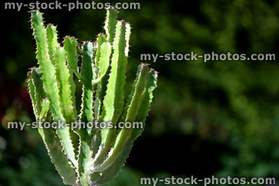 Stock image of cowboy cactus plant with thorns, with garden background