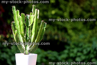 Stock image of cowboy cactus plant with thorns, in flower pot