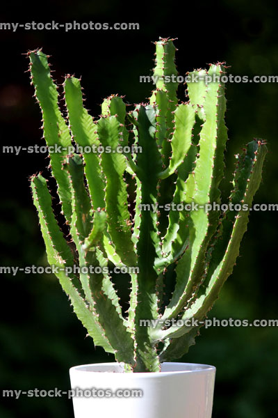 Stock image of cowboy cactus plant with thorns, in flower pot