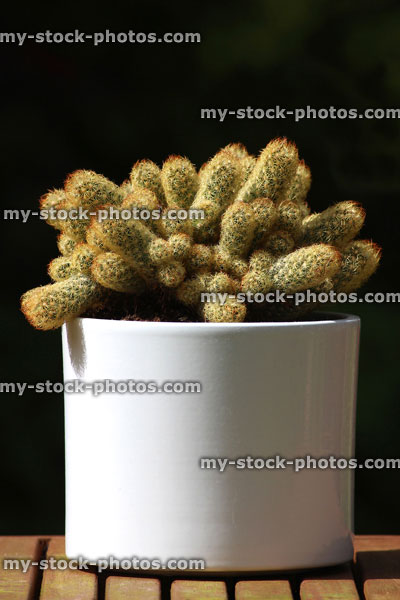 Stock image of cactus house plant in white flower pot, isolated