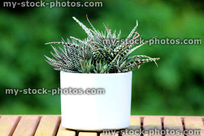 Stock image of zebra cactus plants growing in white flower pot (Haworthia fasciata)