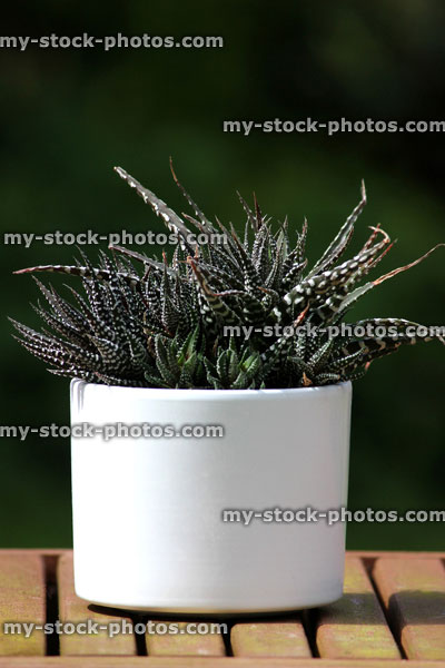 Stock image of zebra cactus plants growing in white flower pot (Haworthia fasciata)