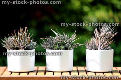 Stock image of three zebra cactus plants (cacti), white flower pots (Haworthia fasciata)