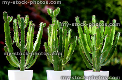 Stock image of three cowboy cactus plants (cacti) with thorns, in flower pot
