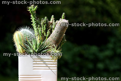 Stock image of group of cactus plants (cacti) growing in square flower pot