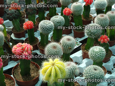 Stock image of lollipop / moon cacti, grafted cactus plants, houseplants, garden centre