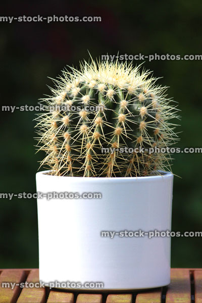 Stock image of cactus thorns in white plant pot (barrel cacti)