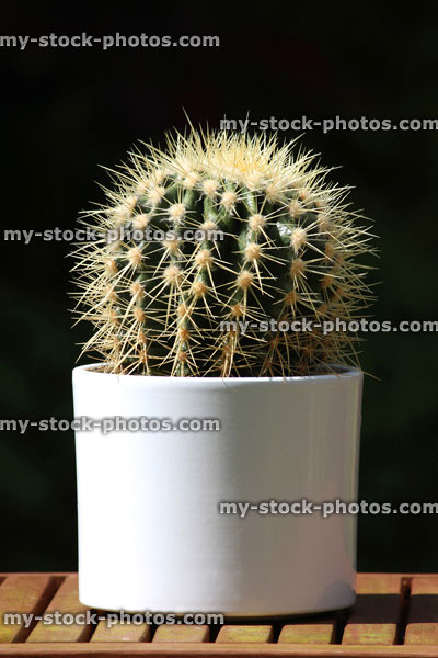 Stock image of cactus with thorns, in white plant pot image