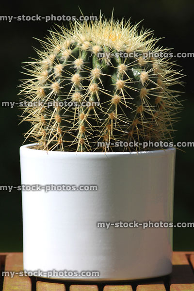 Stock image of barrel cactus plant, white flower pot (Echinocactus / Ferocactus)