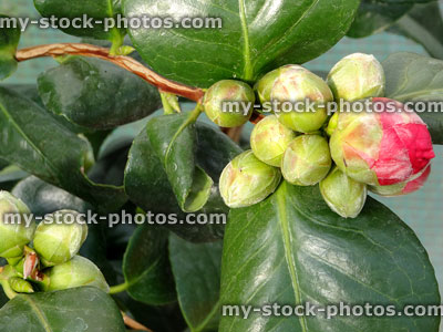 Stock image of pink camellia flower buds in spring, glossy leaves