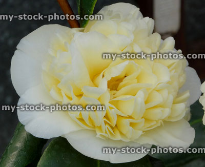 Stock image of cream, white double camellia flower / flowering, glossy leaves