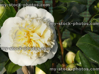 Stock image of Stock image of cream, white double camellia flower / flowerbuds, glossy leaves