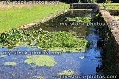 Stock image of water lilies / lily pads growing in shallow canal