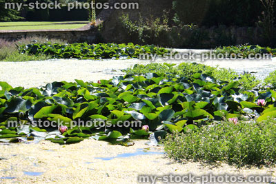 Stock image of water lilies / lily pads, overgrown shallow canal, Canadian pondweed / elodea, blanketweed