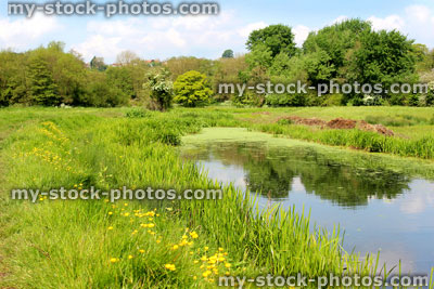 Stock image of pond in English countryside by green wildflower meadow