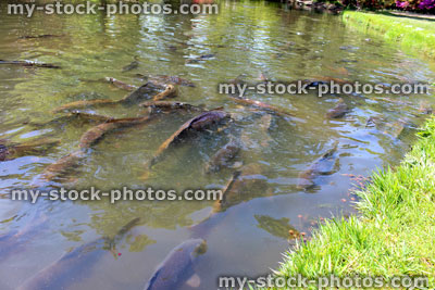 Stock image of koi and common carp swimming in lake water