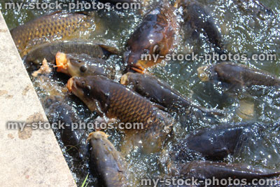 Stock image of koi feeding frenzy, tame common carp being fed, pond / lake