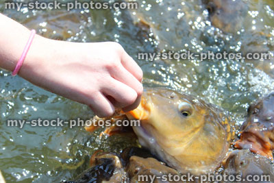 Stock image of girl hand feeding friendly common carp / feeding koi bread in pond