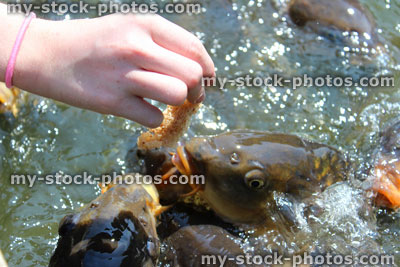 Stock image of girl hand feeding friendly common carp / feeding koi bread in pond