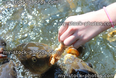 Stock image of girl hand feeding friendly common carp / feeding koi bread in pond