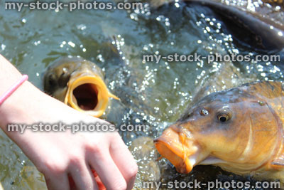 Stock image of girl hand feeding friendly common carp / feeding koi bread in pond