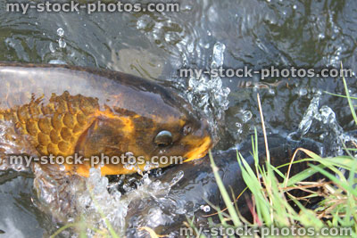 Stock image of koi feeding frenzy, tame common carp being fed, pond / lake