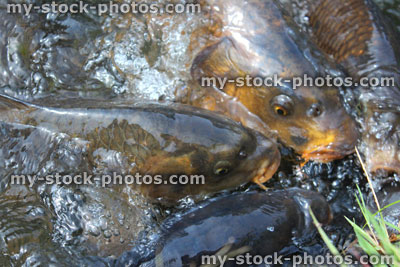Stock image of koi feeding frenzy, tame common carp being fed, pond / lake