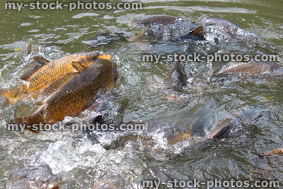 Stock image of koi feeding frenzy, tame common carp being fed, pond / lake