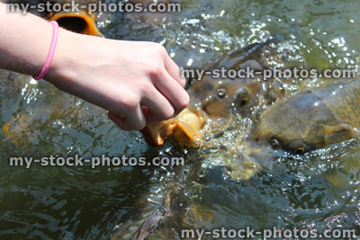 Stock image of girl hand feeding friendly common carp / feeding koi bread in pond