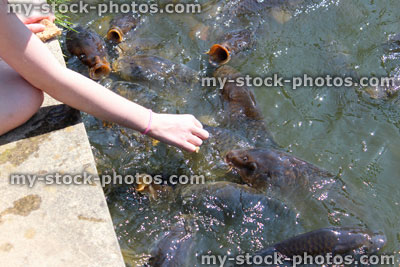 Stock image of girl hand feeding friendly common carp / feeding koi bread in pond