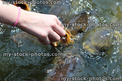 Stock image of girl hand feeding friendly common carp / feeding koi bread in pond