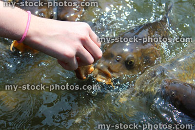 Stock image of girl hand feeding friendly common carp / feeding koi bread in pond