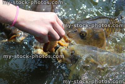 Stock image of girl hand feeding friendly common carp / feeding koi bread in pond