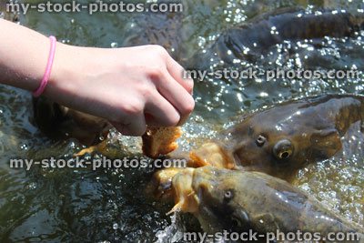 Stock image of girl hand feeding friendly common carp / feeding koi bread in pond