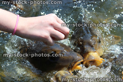 Stock image of girl hand feeding friendly common carp / feeding koi bread in pond