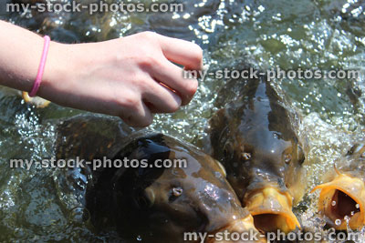 Stock image of girl hand feeding friendly common carp / feeding koi bread in pond