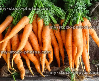 Stock image of carrots with their green carrot tops tied up