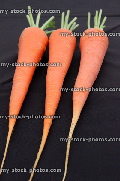 Stock image of prize winning giant carrots at agricultural show exhibition, black velvet