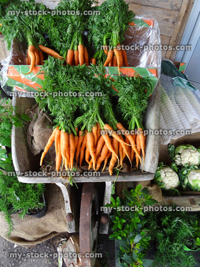Stock image of wooden wheelbarrow with bunches of carrots / carrot greens
