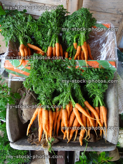 Stock image of wheelbarrow filled with freshly dug bunches of carrots